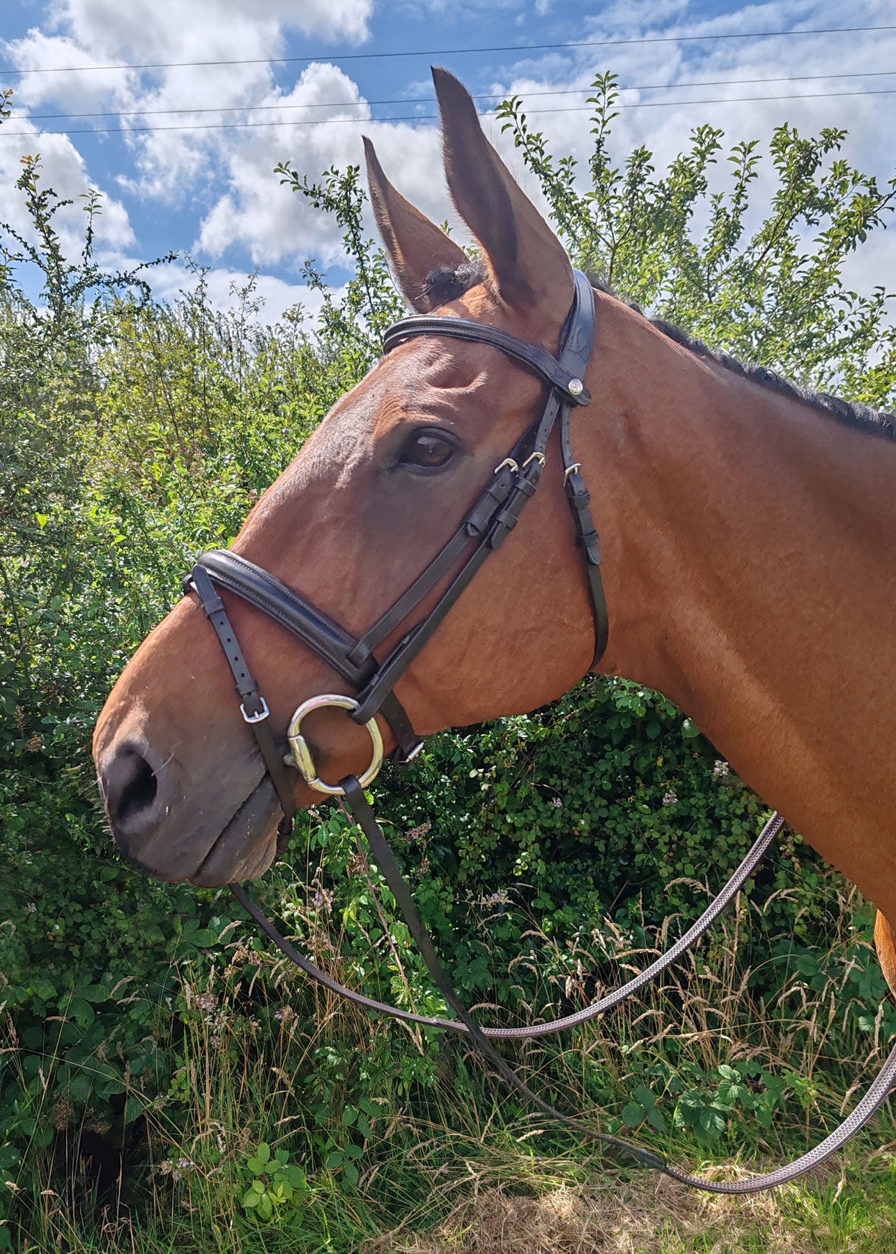 Kilkenny Bridle